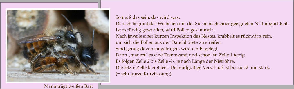 So muß das sein, das wird was. Danach beginnt das Weibchen mit der Suche nach einer geeigneten Nistmöglichkeit.  Ist es fündig geworden, wird Pollen gesammelt.  Nach jeweils einer kurzen Inspektion des Nestes, krabbelt es rückwärts rein,  um sich die Pollen aus der  Bauchbürste zu streifen.  Sind genug davon eingetragen, wird ein Ei gelegt.  Dann „mauert“ es eine Trennwand und schon ist  Zelle 1 fertig.  Es folgen Zelle 2 bis Zelle -?-, je nach Länge der Niströhre.   Die letzte Zelle bleibt leer. Der endgültige Verschluß ist bis zu 12 mm stark.  (= sehr kurze Kurzfassung)   Mann trägt weißen Bart