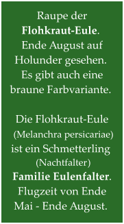 Raupe der Flohkraut-Eule. Ende August auf Holunder gesehen. Es gibt auch eine braune Farbvariante.   Die Flohkraut-Eule  (Melanchra persicariae) ist ein Schmetterling  (Nachtfalter) Familie Eulenfalter. Flugzeit von Ende Mai - Ende August.