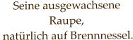 Seine ausgewachsene Raupe,  natürlich auf Brennnessel.