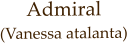 Admiral (Vanessa atalanta)