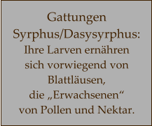 Gattungen Syrphus/Dasysyrphus: Ihre Larven ernähren  sich vorwiegend von Blattläusen,  die „Erwachsenen“  von Pollen und Nektar.
