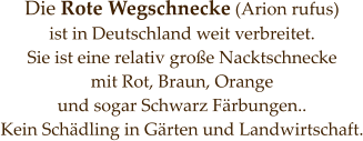Die Rote Wegschnecke (Arion rufus)  ist in Deutschland weit verbreitet.  Sie ist eine relativ große Nacktschnecke  mit Rot, Braun, Orange  und sogar Schwarz Färbungen.. Kein Schädling in Gärten und Landwirtschaft.