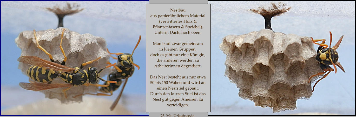 Nestbau aus papierähnlichem Material (verwittertes Holz & Pflanzenfasern & Speichel). Unterm Dach, hoch oben.  Man baut zwar gemeinsam  in kleinen Gruppen,  doch es gibt nur eine Königin,  die anderen werden zu Arbeiterinnen degradiert.   Das Nest besteht aus nur etwa 50 bis 150 Waben und wird an einen Neststiel gebaut. Durch den kurzen Stiel ist das Nest gut gegen Ameisen zu verteidigen.  - 25. Mai Urlaubsende -