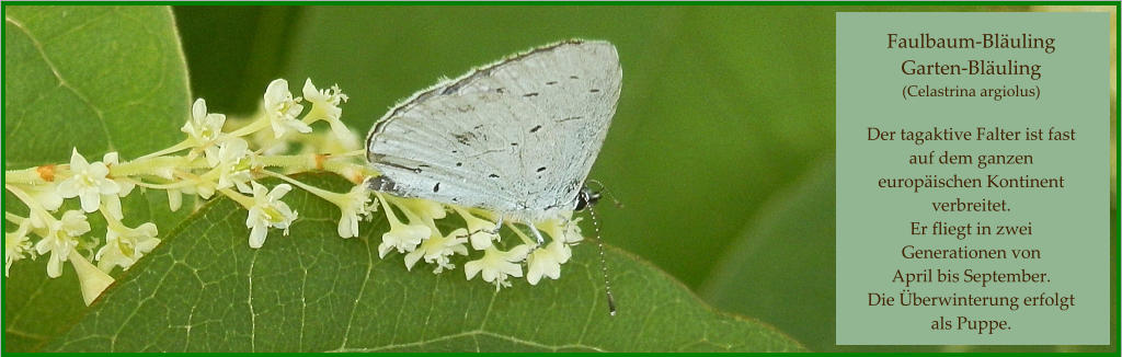 Faulbaum-Bläuling Garten-Bläuling (Celastrina argiolus)  Der tagaktive Falter ist fast auf dem ganzen europäischen Kontinent verbreitet. Er fliegt in zwei Generationen von  April bis September. Die Überwinterung erfolgt  als Puppe.