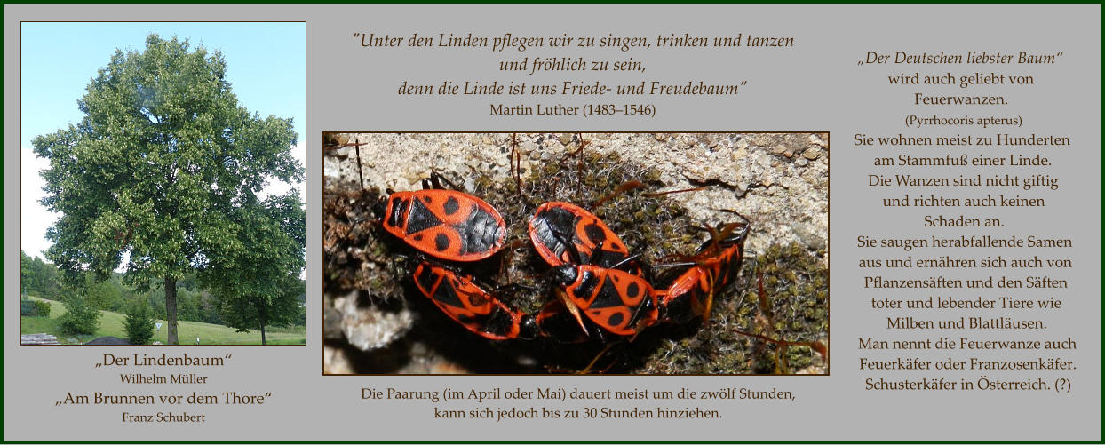 "Unter den Linden pflegen wir zu singen, trinken und tanzen  und fröhlich zu sein, denn die Linde ist uns Friede- und Freudebaum" Martin Luther (1483–1546)  „Der Deutschen liebster Baum“  wird auch geliebt von Feuerwanzen.  (Pyrrhocoris apterus) Sie wohnen meist zu Hunderten am Stammfuß einer Linde. Die Wanzen sind nicht giftig und richten auch keinen Schaden an. Sie saugen herabfallende Samen aus und ernähren sich auch von Pflanzensäften und den Säften toter und lebender Tiere wie Milben und Blattläusen. Man nennt die Feuerwanze auch Feuerkäfer oder Franzosenkäfer. Schusterkäfer in Österreich. (?)  „Der Lindenbaum“ Wilhelm Müller  „Am Brunnen vor dem Thore“ Franz Schubert    Die Paarung (im April oder Mai) dauert meist um die zwölf Stunden,  kann sich jedoch bis zu 30 Stunden hinziehen.