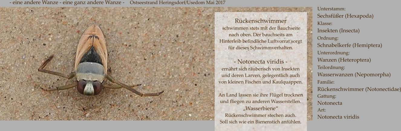Rückenschwimmer  schwimmen stets mit der Bauchseite  nach oben. Der bauchseits am Hinterleib befindliche Luftvorrat sorgt für dieses Schwimmverhalten.  - Notonecta viridis - ernährt sich räuberisch von Insekten und deren Larven, gelegentlich auch von kleinen Fischen und Kaulquappen.  An Land lassen sie ihre Flügel trocknen und fliegen zu anderen Wasserstellen. „Wasserbiene“ Rückenschwimmer stechen auch.  Soll sich wie ein Bienenstich anfühlen.  Unterstamm:	 Sechsfüßer (Hexapoda) Klasse:	 Insekten (Insecta) Ordnung:	 Schnabelkerfe (Hemiptera) Unterordnung:	 Wanzen (Heteroptera) Teilordnung:	 Wasserwanzen (Nepomorpha) Familie:	 Rückenschwimmer (Notonectidae) Gattung: Notonecta Art: Notonecta viridis       - eine andere Wanze - eine ganz andere Wanze -    Ostseestrand Heringsdorf/Usedom Mai 2017