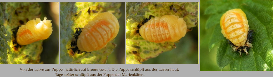 Von der Larve zur Puppe, natürlich auf Brennnesseln. Die Puppe schlüpft aus der Larvenhaut. Tage später schlüpft aus der Puppe der Marienkäfer.