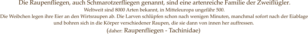 Die Raupenfliegen, auch Schmarotzerfliegen genannt, sind eine artenreiche Familie der Zweiflügler. Weltweit sind 8000 Arten bekannt, in Mitteleuropa ungefähr 500. Die Weibchen legen ihre Eier an den Wirtsraupen ab. Die Larven schlüpfen schon nach wenigen Minuten, manchmal sofort nach der Eiablage und bohren sich in die Körper verschiedener Raupen, die sie dann von innen her auffressen.  (daher: Raupenfliegen - Tachinidae)