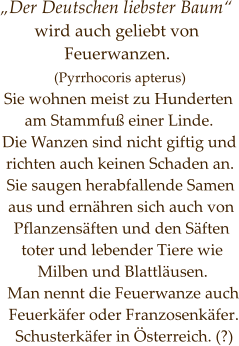 „Der Deutschen liebster Baum“  wird auch geliebt von Feuerwanzen.  (Pyrrhocoris apterus) Sie wohnen meist zu Hunderten am Stammfuß einer Linde. Die Wanzen sind nicht giftig und richten auch keinen Schaden an. Sie saugen herabfallende Samen aus und ernähren sich auch von Pflanzensäften und den Säften toter und lebender Tiere wie Milben und Blattläusen. Man nennt die Feuerwanze auch Feuerkäfer oder Franzosenkäfer. Schusterkäfer in Österreich. (?)