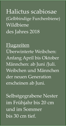Halictus scabiosae   (Gelbbindige Furchenbiene) Wildbiene  des Jahres 2018  Flugzeiten Überwinterte Weibchen:  Anfang April bis Oktober Männchen: ab Juni /Juli. Weibchen und Männchen der neuen Generation erscheinen ab Juni.  Selbstgegrabene Nester im Frühjahr bis 20 cm und im Sommer  bis 30 cm tief.