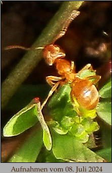 Aufnahmen vom 08. Juli 2024