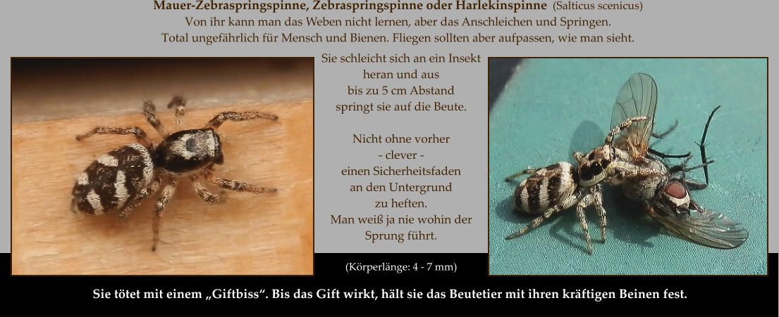 Mauer-Zebraspringspinne, Zebraspringspinne oder Harlekinspinne  (Salticus scenicus)   Von ihr kann man das Weben nicht lernen, aber das Anschleichen und Springen. Total ungefährlich für Mensch und Bienen. Fliegen sollten aber aufpassen, wie man sieht.  Sie schleicht sich an ein Insekt heran und aus  bis zu 5 cm Abstand  springt sie auf die Beute.   Nicht ohne vorher   - clever -  einen Sicherheitsfaden  an den Untergrund zu heften.  Man weiß ja nie wohin der Sprung führt.   (Körperlänge: 4 - 7 mm) Sie tötet mit einem „Giftbiss“. Bis das Gift wirkt, hält sie das Beutetier mit ihren kräftigen Beinen fest.