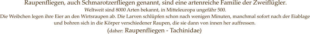 Raupenfliegen, auch Schmarotzerfliegen genannt, sind eine artenreiche Familie der Zweiflügler. Weltweit sind 8000 Arten bekannt, in Mitteleuropa ungefähr 500. Die Weibchen legen ihre Eier an den Wirtsraupen ab. Die Larven schlüpfen schon nach wenigen Minuten, manchmal sofort nach der Eiablage und bohren sich in die Körper verschiedener Raupen, die sie dann von innen her auffressen.  (daher: Raupenfliegen - Tachinidae)