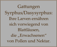 Gattungen Syrphus/Dasysyrphus: Ihre Larven ernähren  sich vorwiegend von Blattläusen,  die „Erwachsenen“  von Pollen und Nektar.