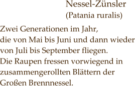 Nessel-Zünsler (Patania ruralis) Zwei Generationen im Jahr,  die von Mai bis Juni und dann wieder von Juli bis September fliegen. Die Raupen fressen vorwiegend in zusammengerollten Blättern der Großen Brennnessel.