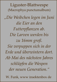 Liguster-Blattwespe (Macrophya punctumalbum)  „Die Weibchen legen im Juni  die Eier an den  Futterpflanzen ab. Die Larven werden bis  zu 16mm groß. Sie verpuppen sich in der Erde und überwintern dort.  Ab Mai des nächsten Jahres schlüpfen die Wespen  der neuen Generation.“ W. Funk, www insektenbox de