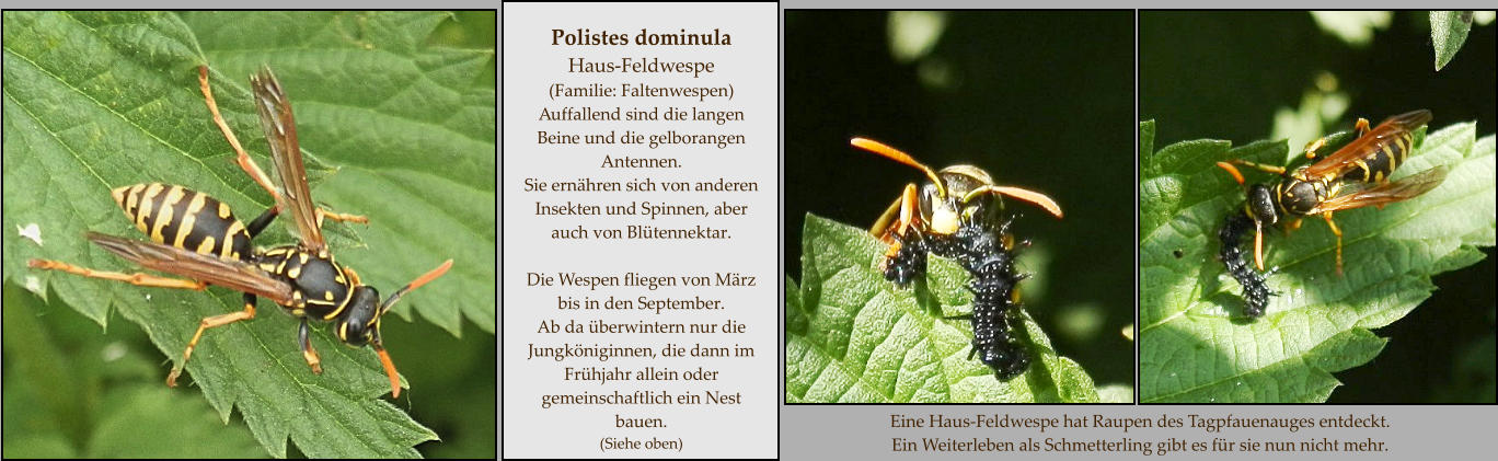 Eine Haus-Feldwespe hat Raupen des Tagpfauenauges entdeckt. Ein Weiterleben als Schmetterling gibt es für sie nun nicht mehr.  Polistes dominula Haus-Feldwespe  (Familie: Faltenwespen) Auffallend sind die langen Beine und die gelborangen Antennen. Sie ernähren sich von anderen Insekten und Spinnen, aber auch von Blütennektar.   Die Wespen fliegen von März bis in den September. Ab da überwintern nur die Jungköniginnen, die dann im Frühjahr allein oder gemeinschaftlich ein Nest bauen. (Siehe oben)