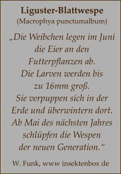 Liguster-Blattwespe (Macrophya punctumalbum)  „Die Weibchen legen im Juni  die Eier an den  Futterpflanzen ab. Die Larven werden bis  zu 16mm groß. Sie verpuppen sich in der Erde und überwintern dort.  Ab Mai des nächsten Jahres schlüpfen die Wespen  der neuen Generation.“ W. Funk, www insektenbox de