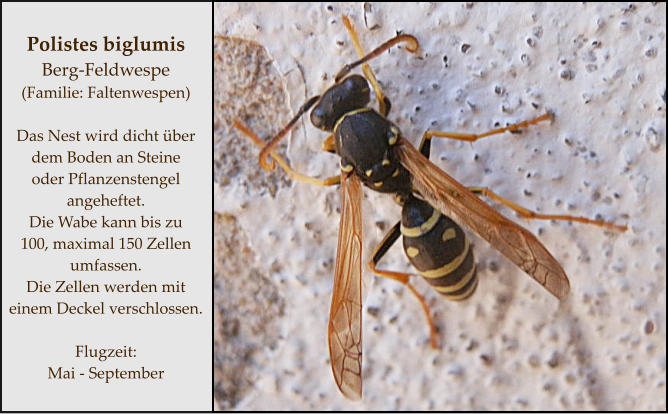 Polistes biglumis Berg-Feldwespe (Familie: Faltenwespen)  Das Nest wird dicht über  dem Boden an Steine  oder Pflanzenstengel angeheftet.  Die Wabe kann bis zu  100, maximal 150 Zellen umfassen. Die Zellen werden mit einem Deckel verschlossen.  Flugzeit: Mai - September