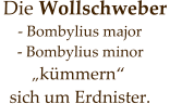 Die Wollschweber        - Bombylius major     - Bombylius minor         „kümmern“   sich um Erdnister.
