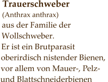 Trauerschweber (Anthrax anthrax) aus der Familie der Wollschweber. Er ist ein Brutparasit  oberirdisch nistender Bienen,  vor allem von Mauer-, Pelz-  und Blattschneiderbienen