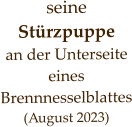seine Stürzpuppe  an der Unterseite eines Brennnesselblattes (August 2023)