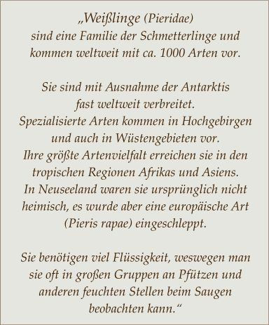 „Weißlinge (Pieridae)  sind eine Familie der Schmetterlinge und kommen weltweit mit ca. 1000 Arten vor.  Sie sind mit Ausnahme der Antarktis            fast weltweit verbreitet.  Spezialisierte Arten kommen in Hochgebirgen und auch in Wüstengebieten vor.  Ihre größte Artenvielfalt erreichen sie in den tropischen Regionen Afrikas und Asiens.  In Neuseeland waren sie ursprünglich nicht heimisch, es wurde aber eine europäische Art (Pieris rapae) eingeschleppt.  Sie benötigen viel Flüssigkeit, weswegen man sie oft in großen Gruppen an Pfützen und anderen feuchten Stellen beim Saugen beobachten kann.“