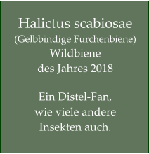 Halictus scabiosae   (Gelbbindige Furchenbiene) Wildbiene  des Jahres 2018  Ein Distel-Fan,  wie viele andere Insekten auch.