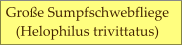 Große Sumpfschwebfliege   (Helophilus trivittatus)